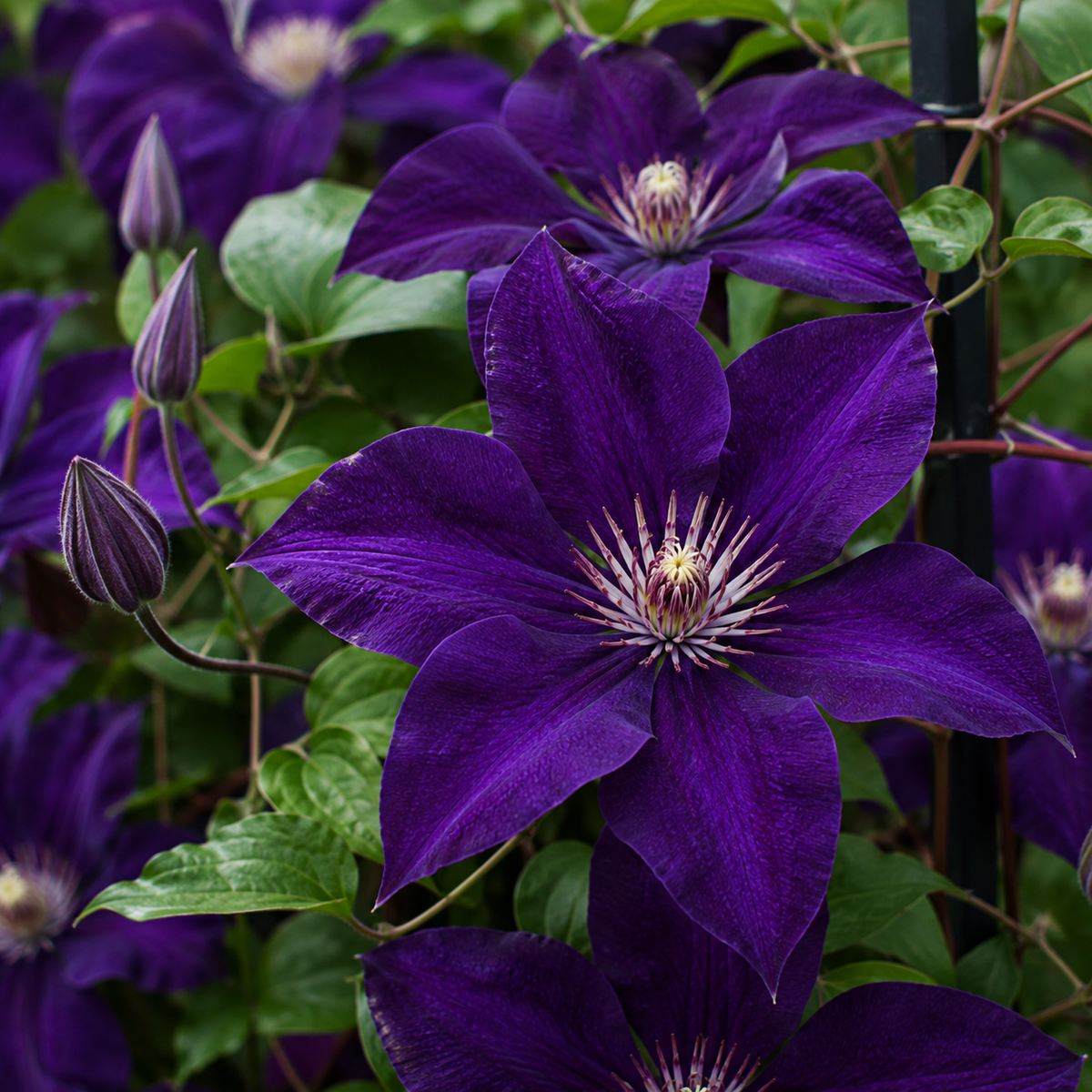 Clematis ‘Jackmanii’ la ghiveci, 1 buc