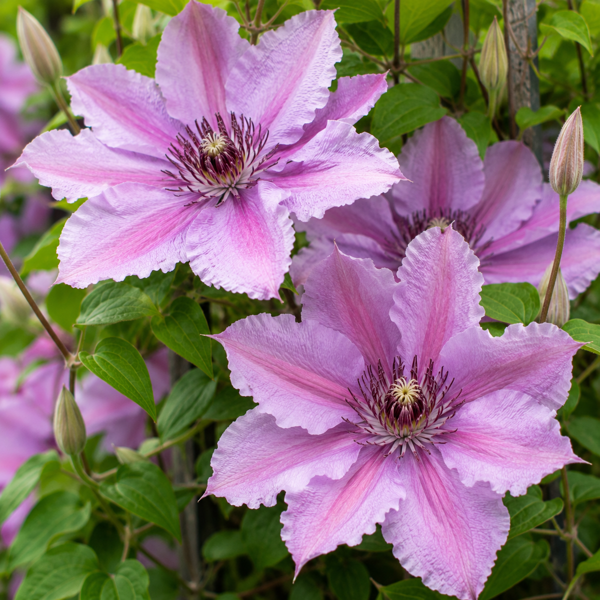 Clematis ‘Comtesse de Bouchaud’ la ghiveci