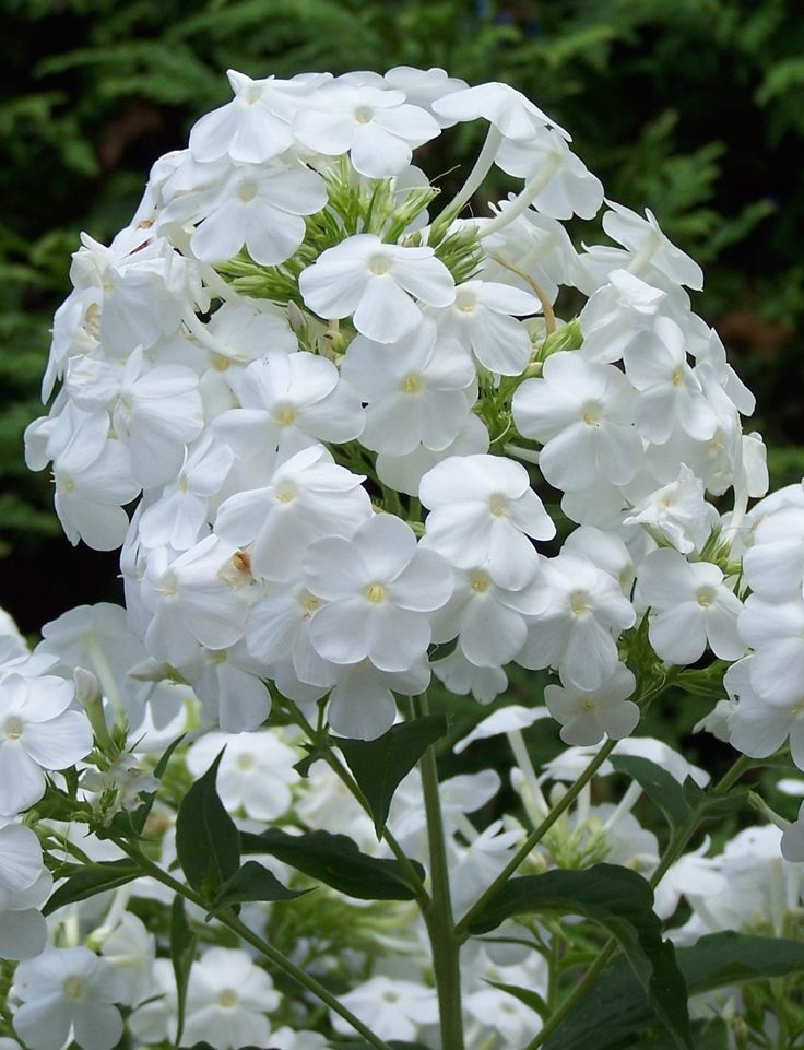 Phlox David „Norul de Zăpadă”
