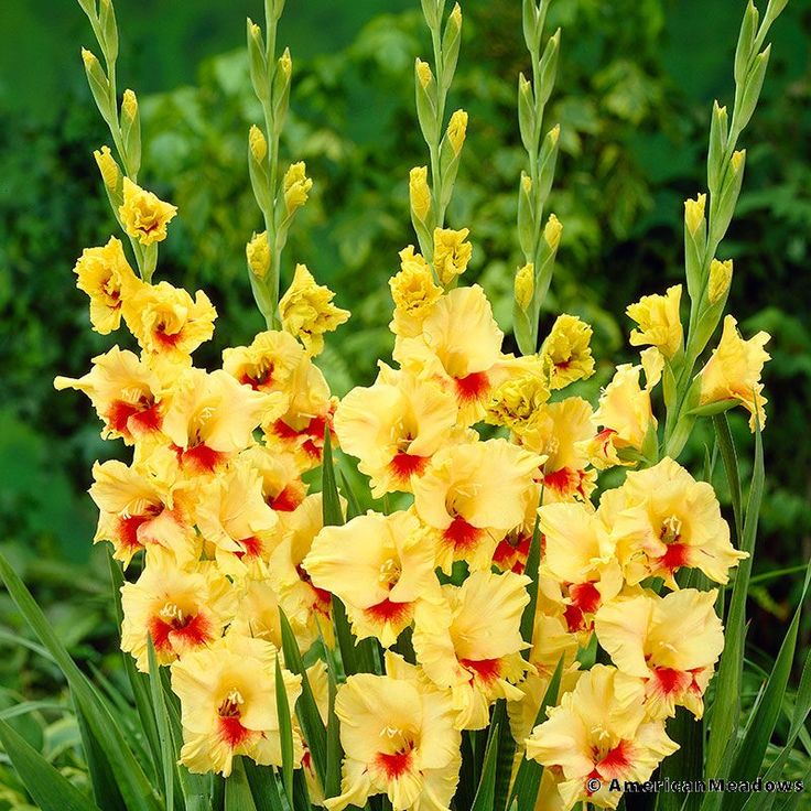 Bulbi de Gladiole "Jester" 5 buc