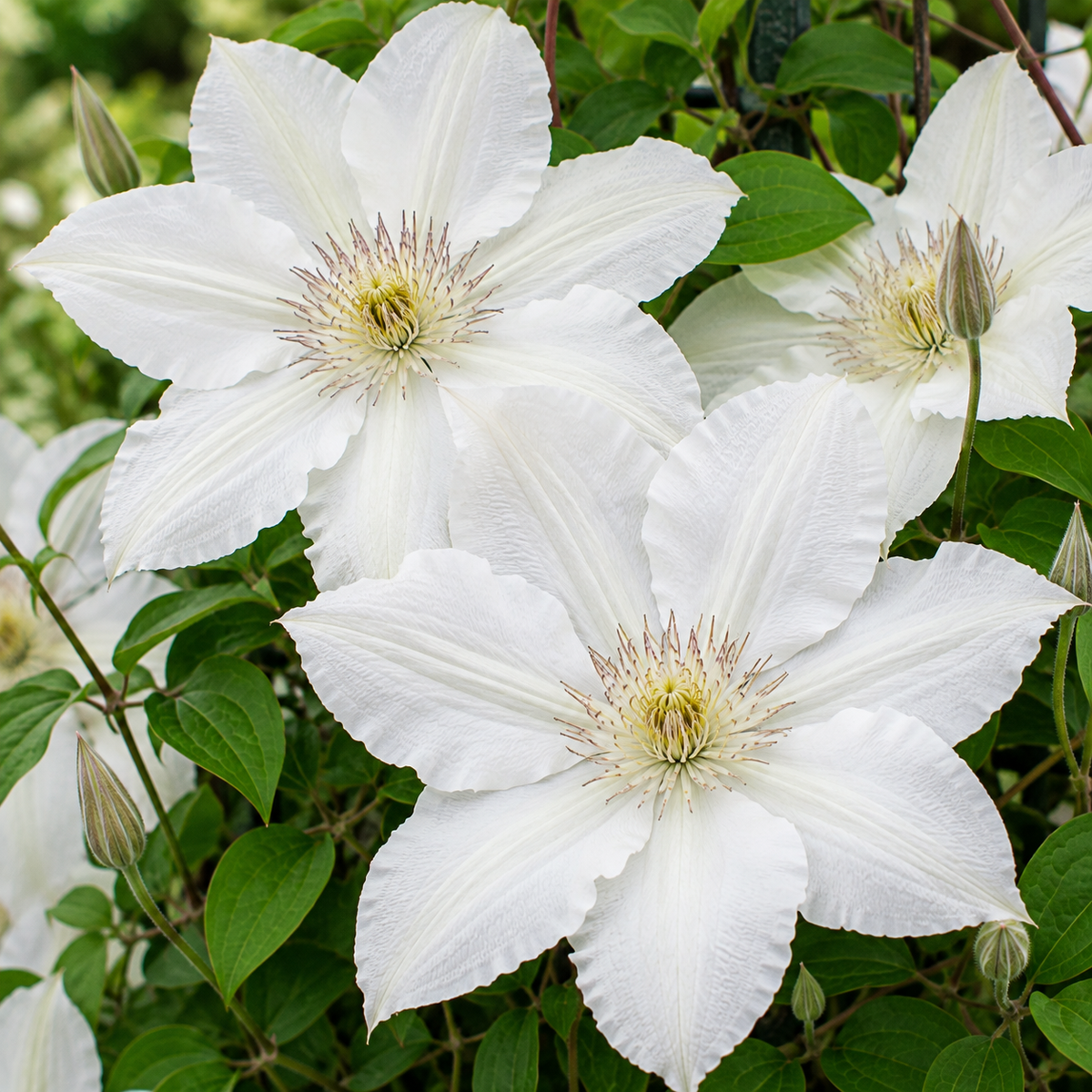 Clematis ‘Henryi’ la ghiveci, 1 buc