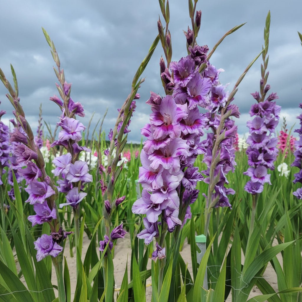 Bulbi de Gladiole "Passos" 5 buc