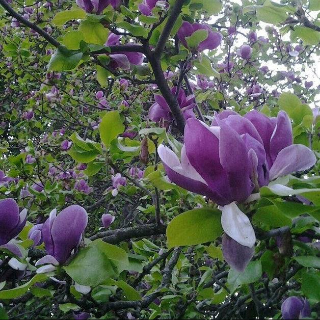 Magnolia "Purple Lucy" la ghiveci