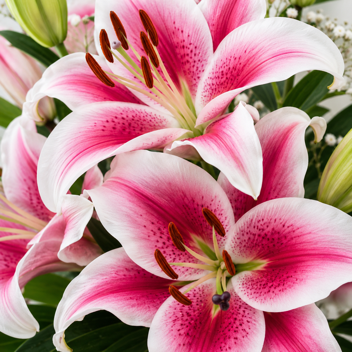 Bulbi de Crini "Lilium Gentle Romance" 2 buc