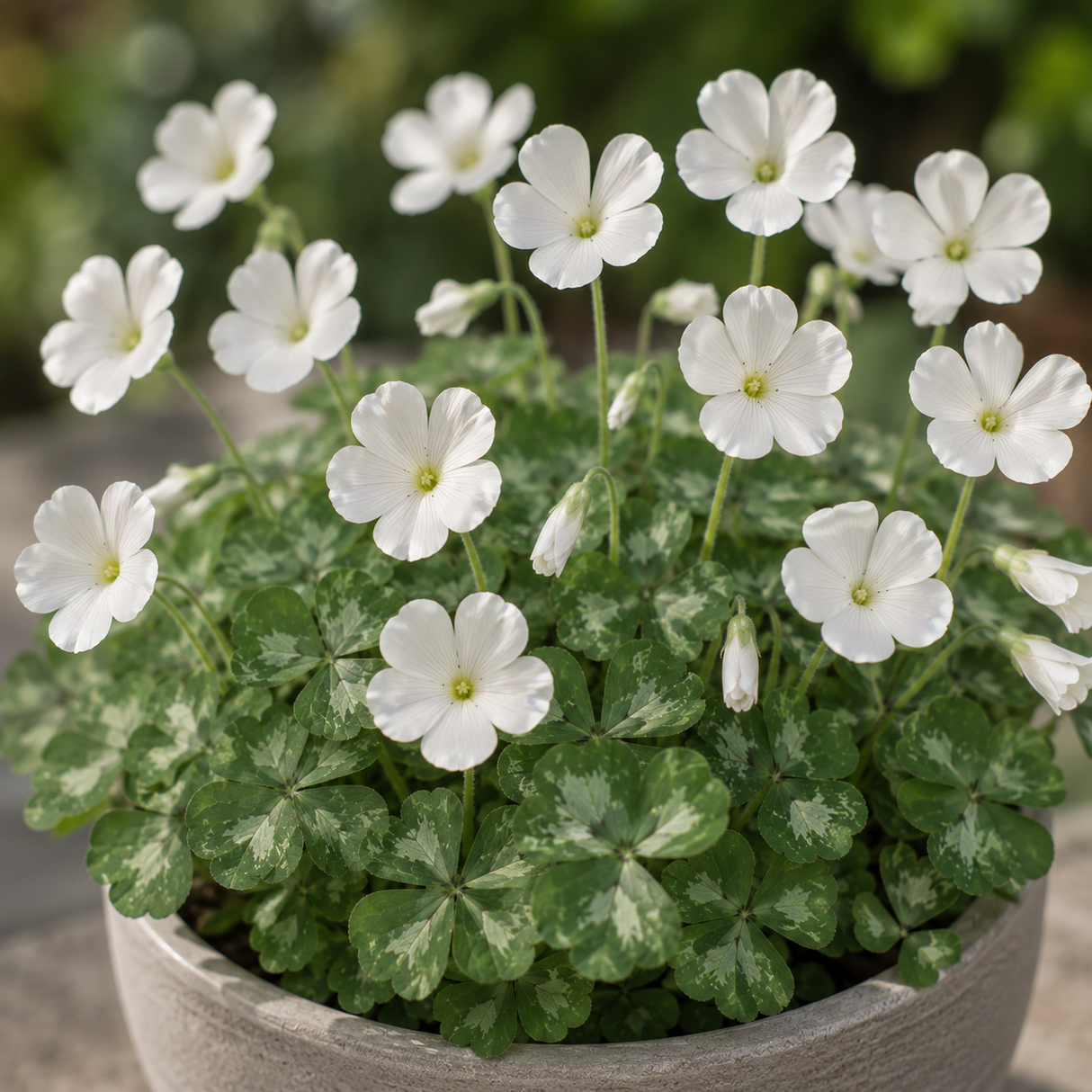 Bulbi de Oxalis "Crystal Charm" 15 buc