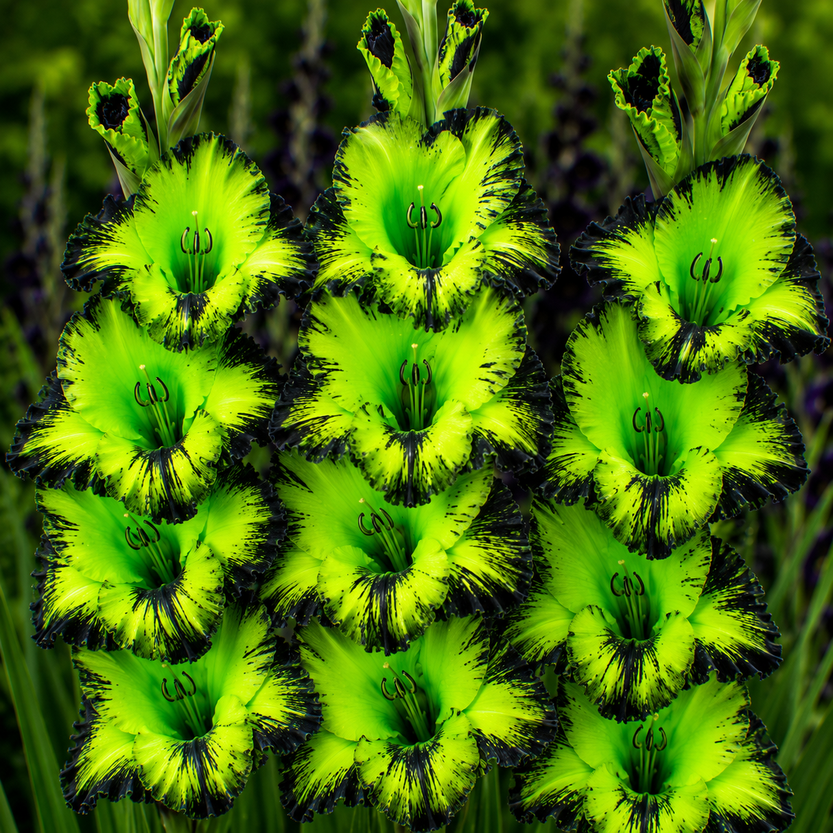 Bulbi de Gladiole "Venom Eclipse" 5 buc