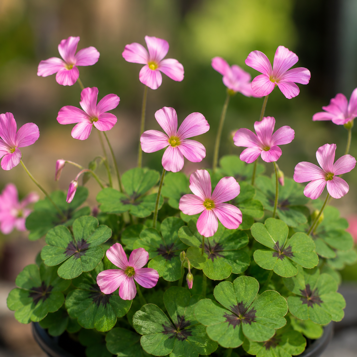 Bulbi de Oxalis "Pink Butterfly" 15 buc