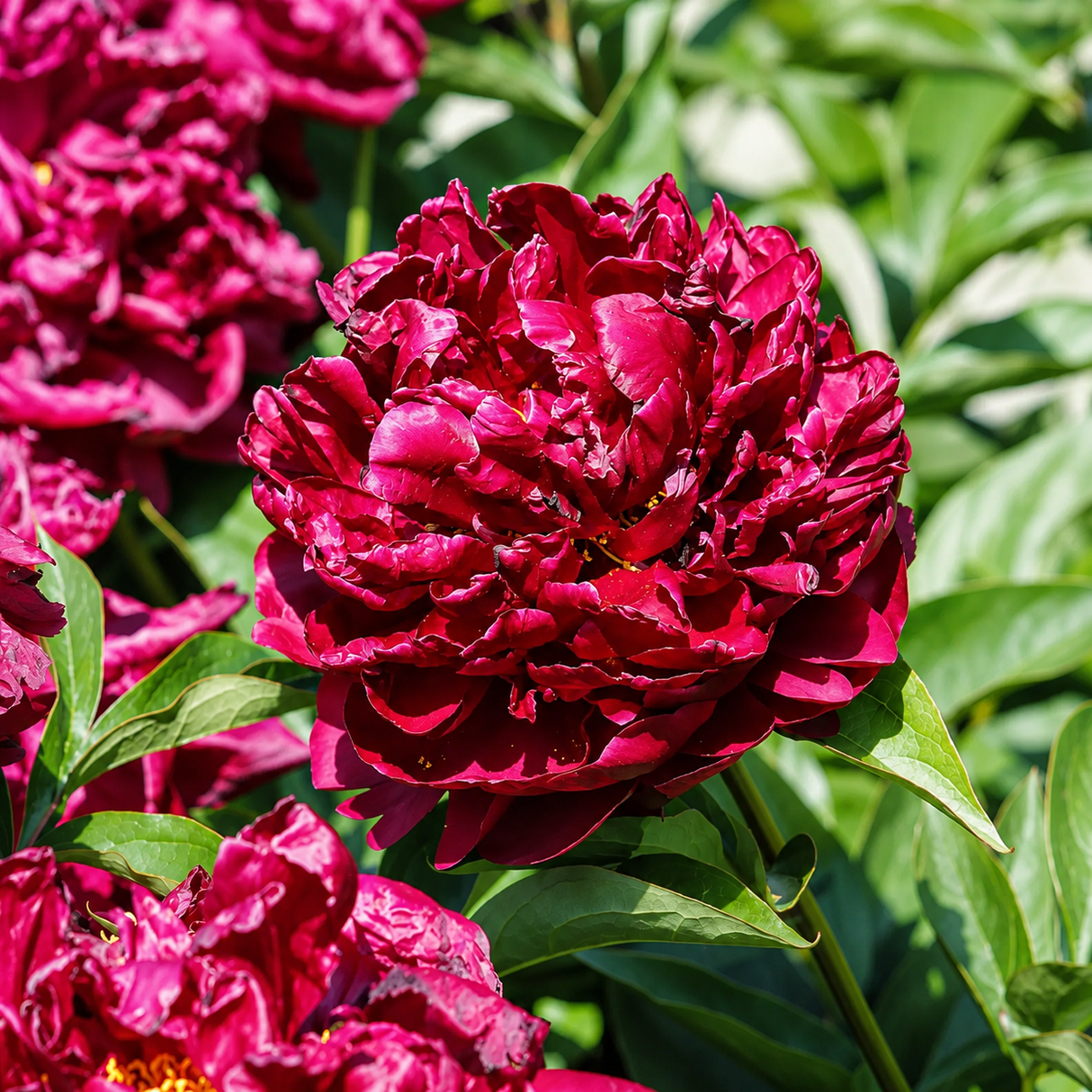 Bulbi Bujori "Paeonia Monsieur Martin Cahuzac" 1 buc