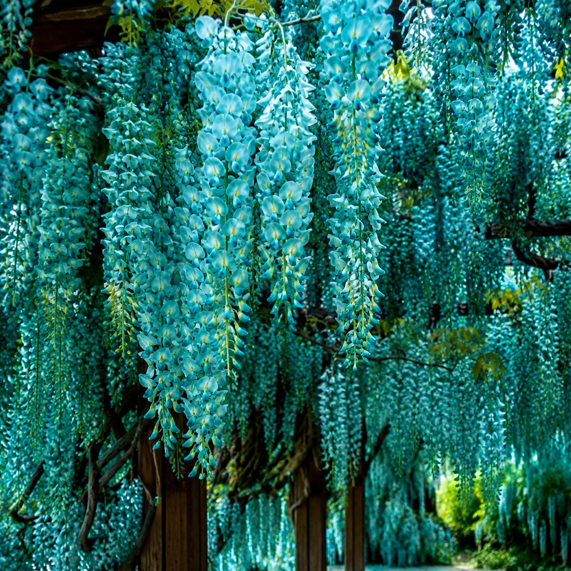 Glicina "Raluca Mystic Teal"