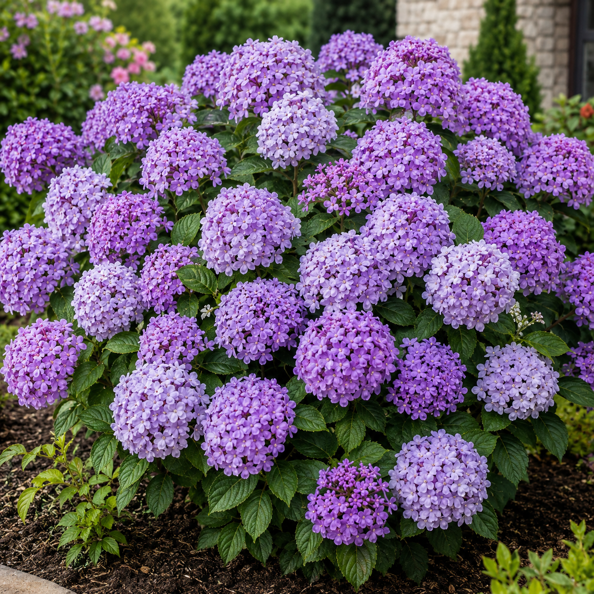 Viburnum „Margarita Violacea”