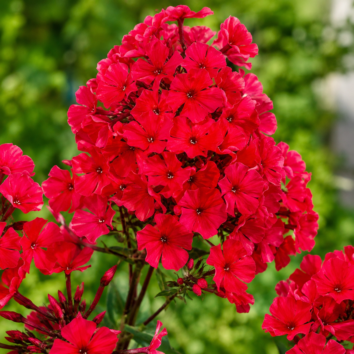 Phlox Starfire „Flacăra Verii”