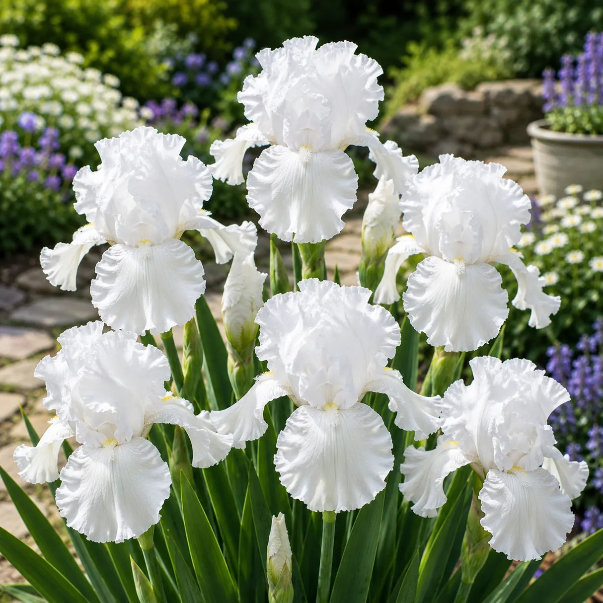 Iris Germanica Snow Majesty cu flori mari albe și petale elegante, plantă perenă ornamentală pentru grădină.