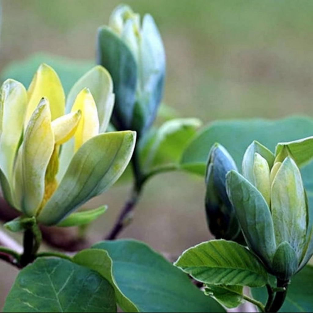 Magnolia "Blue Opal" la ghiveci