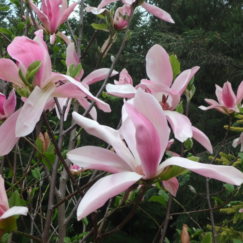 Magnolia "Ricki" la ghiveci