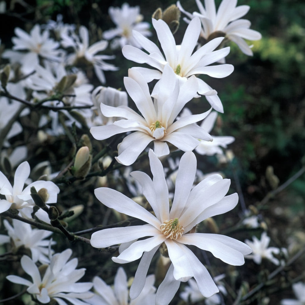 Magnolia "Stellata" la ghiveci