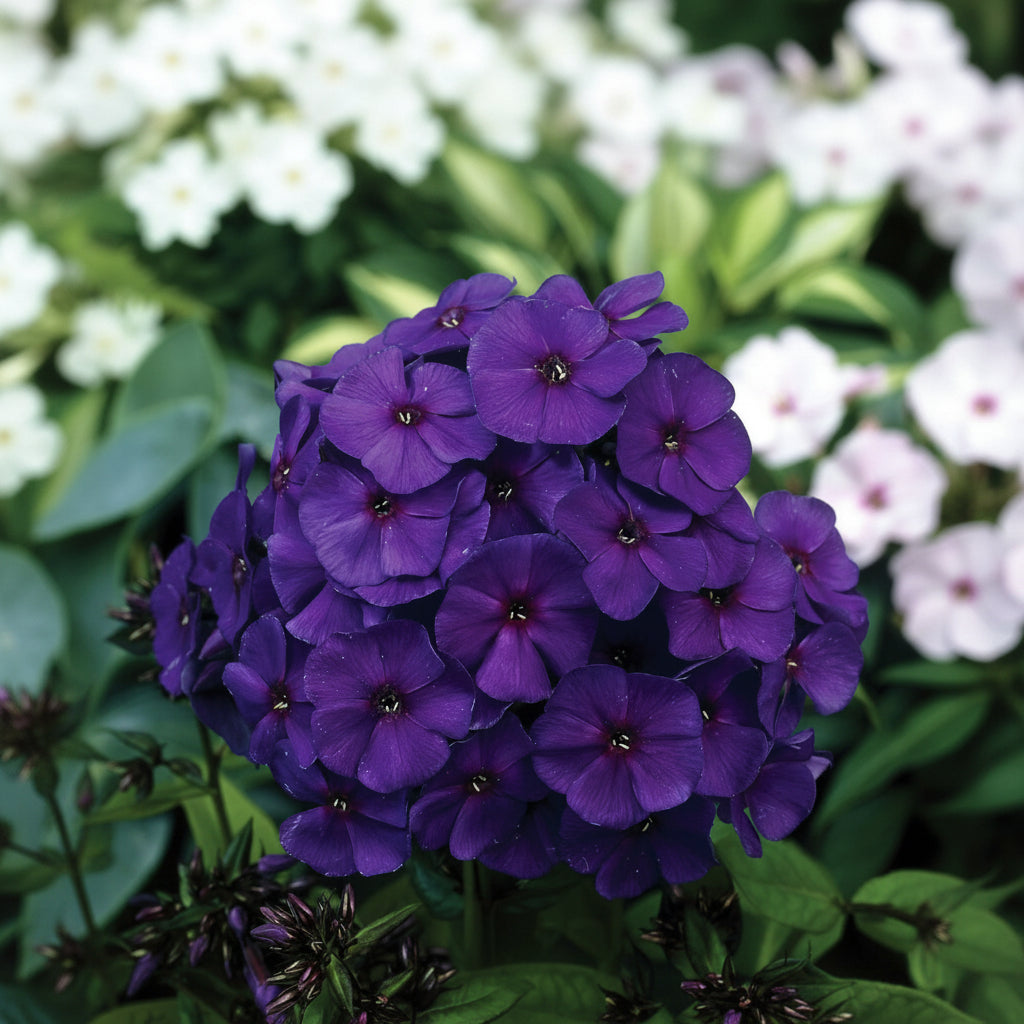 Phlox Nicky „Catifeaua Nopții”