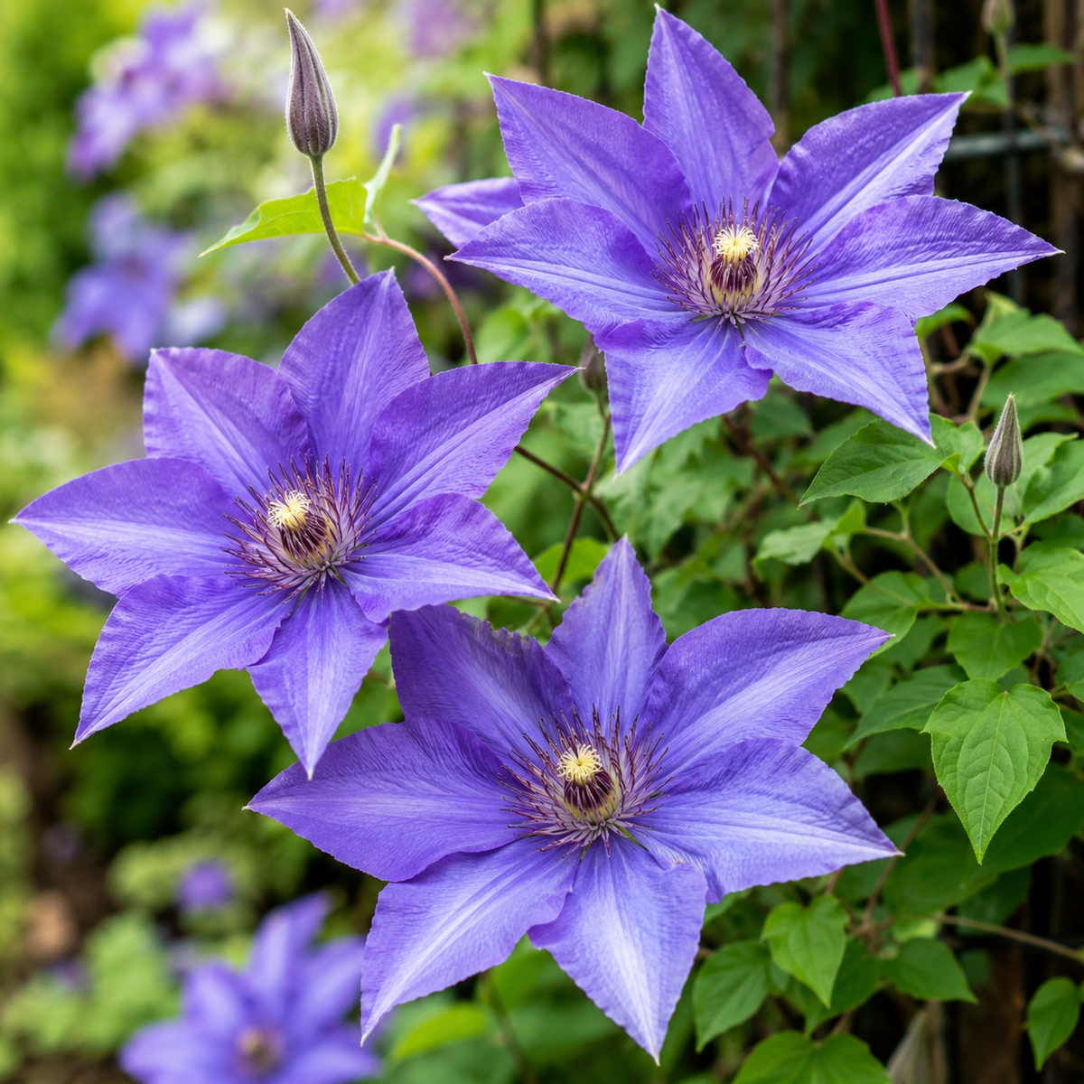 Clematis ‘Arabella’ la ghiveci, 1 buc