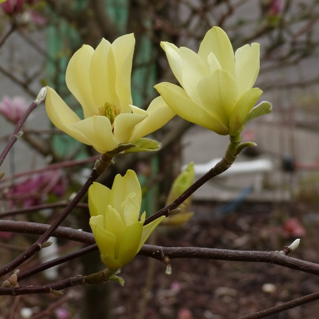 Magnolia "Butterflies" la ghiveci