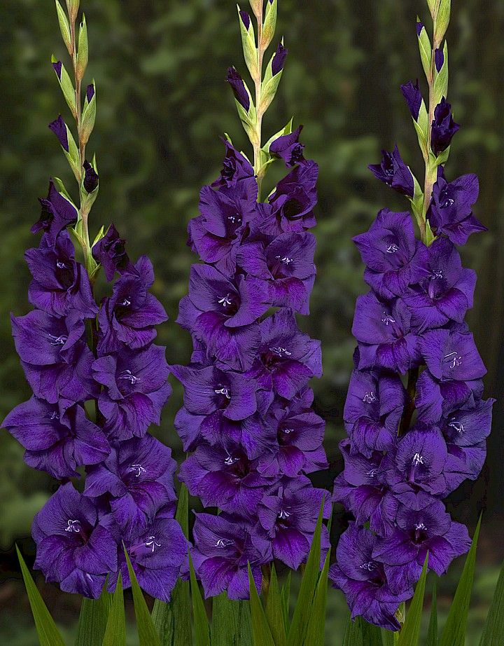 Bulbi de Gladiole "Purple Flora" 5 buc
