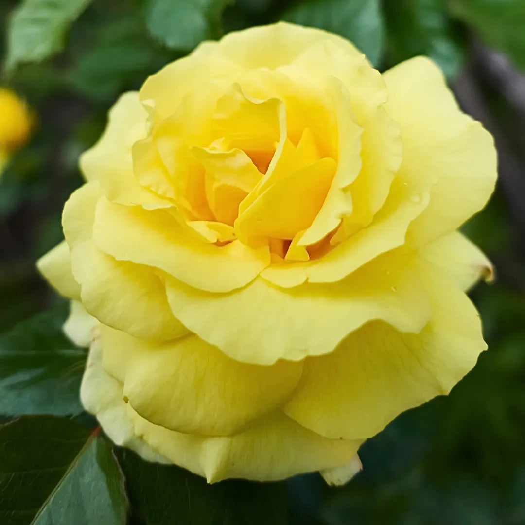 tradafiri cataraori lemon siluetta