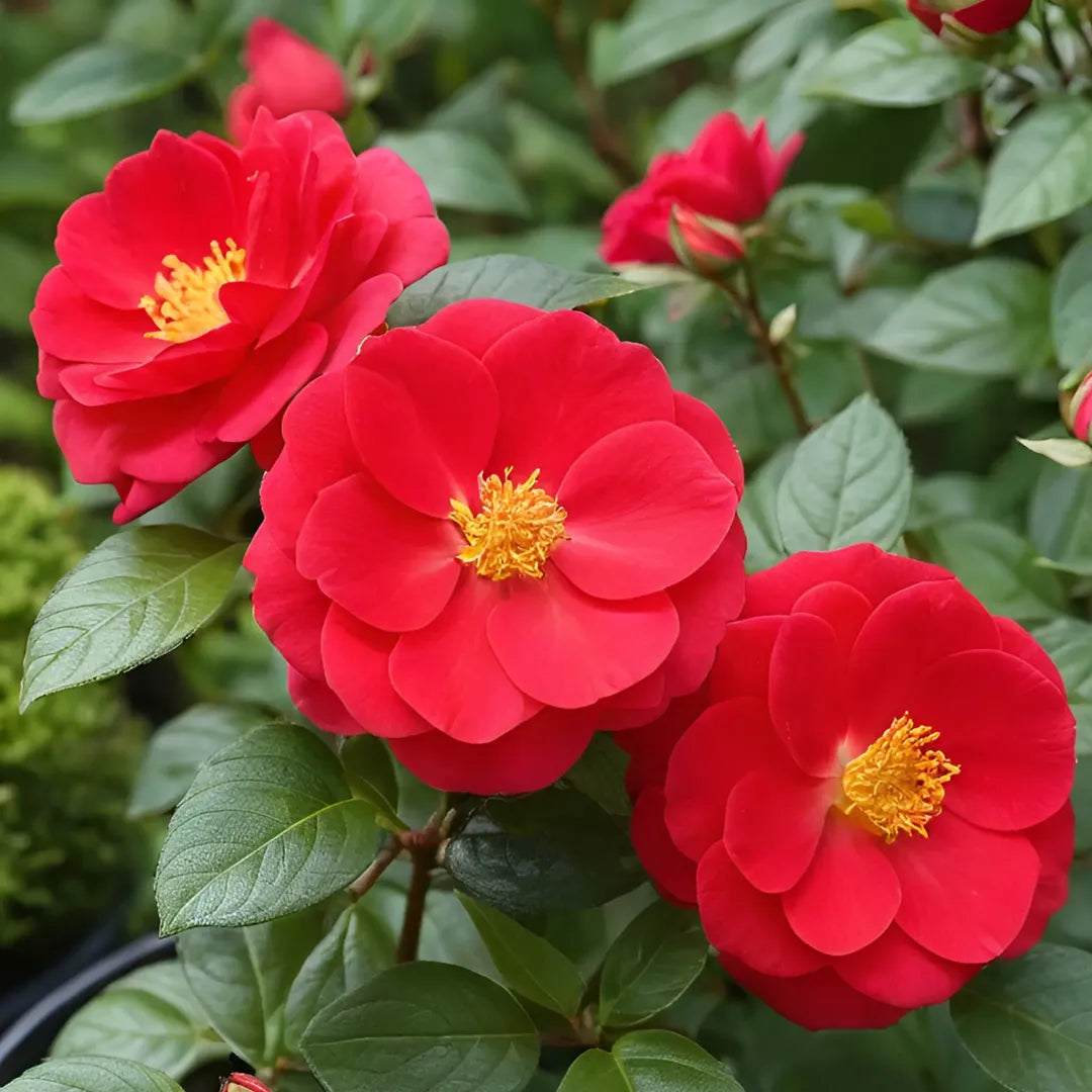 trandafiri pitici cayenne