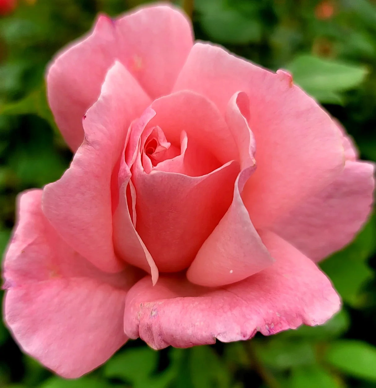 trandafir Ursula roz floribunda