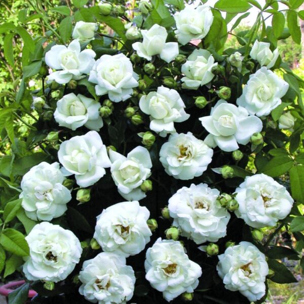 Trandafir White New Down
