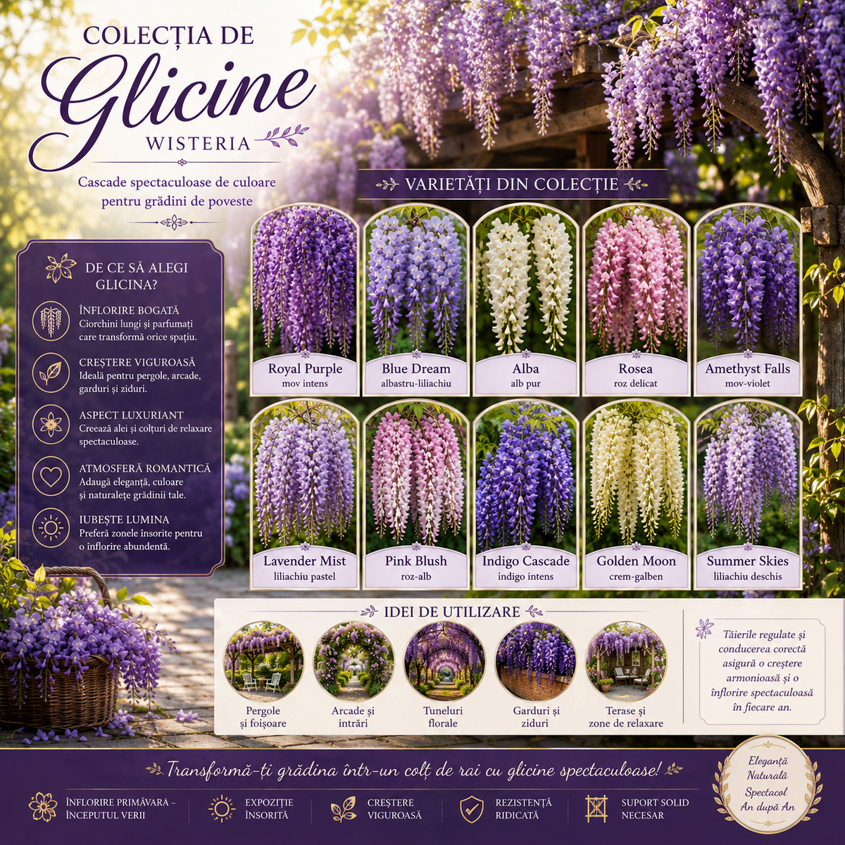 Glicină