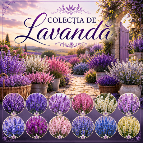 Lavandă