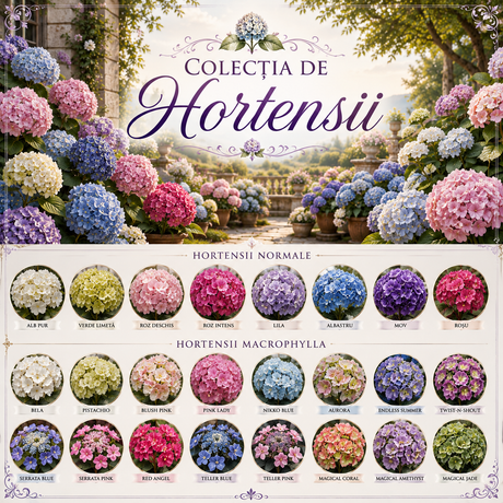 Hortensia