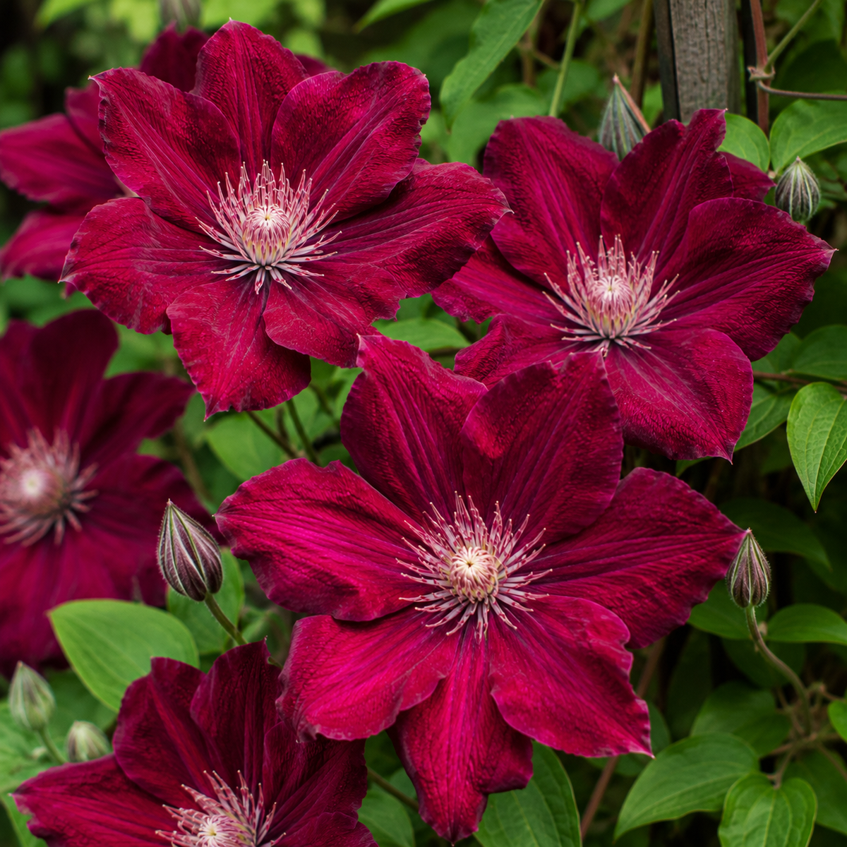Clematis ‘Ville de Lyon’ la ghiveci, 1 buc