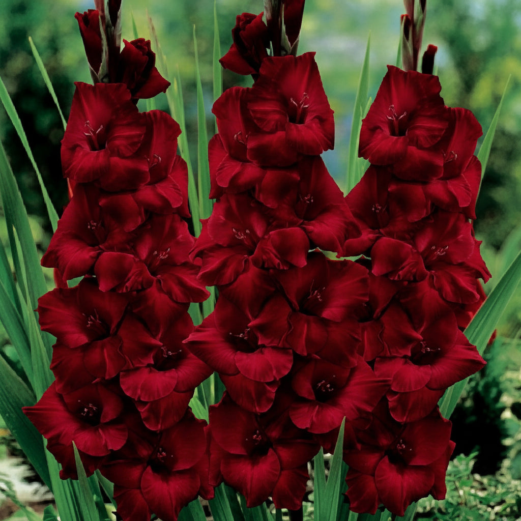 Bulbi de Gladiole  "Black Star" 5 buc