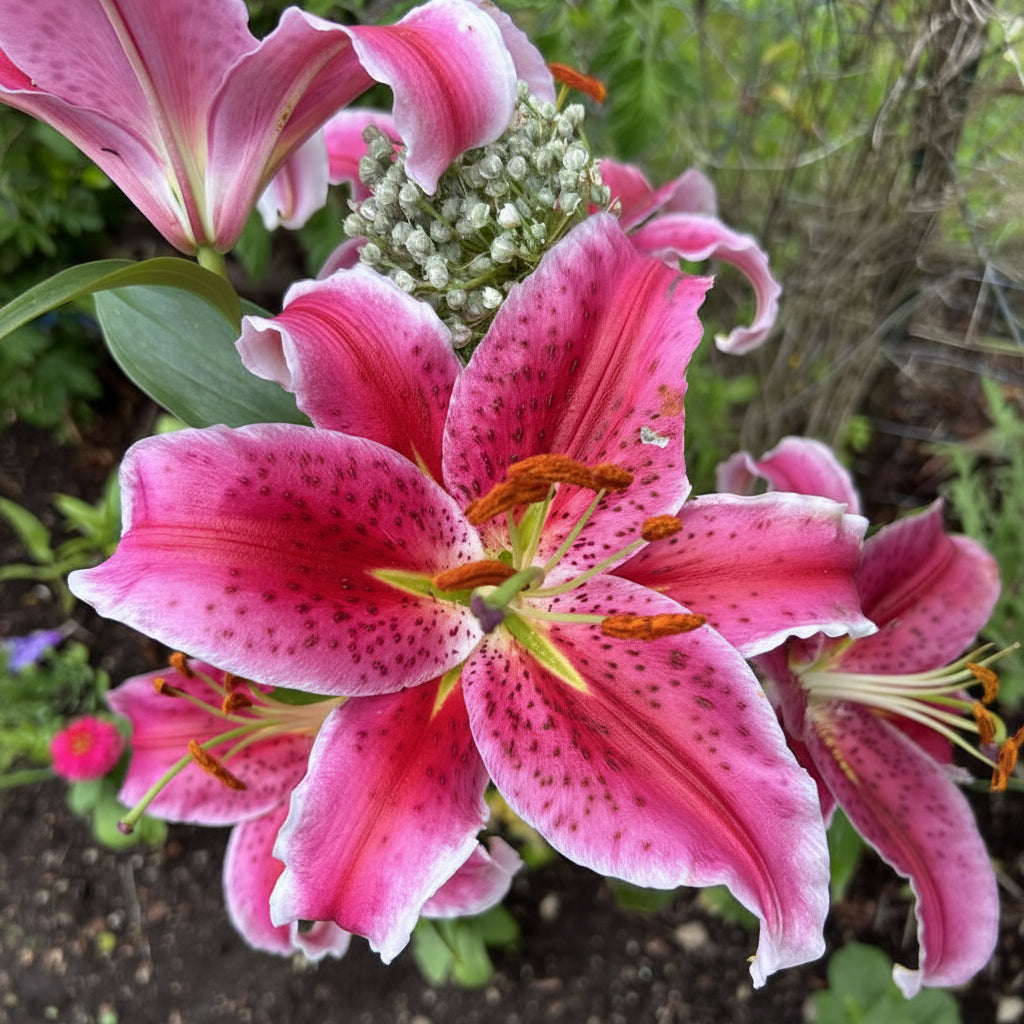 Bulbi de Crini  "Lilium Borrello"  2 buc