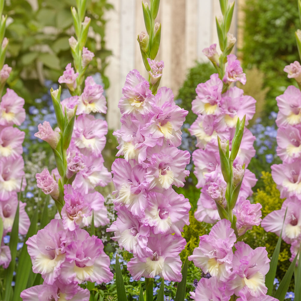 Bulbi de Gladiole "Charming Beauty" 5 buc