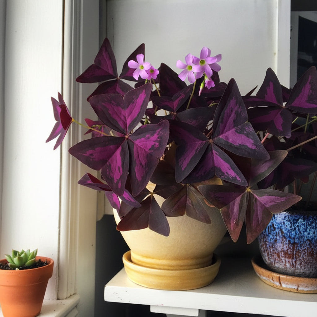 Bulbi de Oxalis "Midnight Galaxy" 15 buc