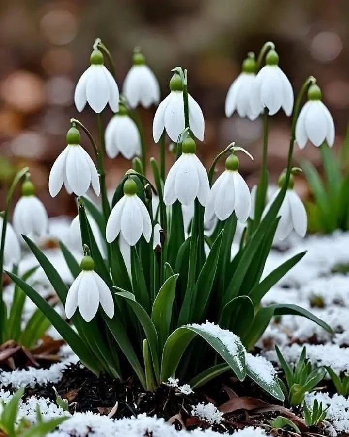 Bulbi Ghiocei - Galanthus Woronowii - 10 buc