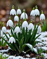 Bulbi Ghiocei - Galanthus Woronowii - 10 buc
