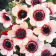 Anemone De Caen Bicolor cu flori albe și accente roz-roșii, plantă ornamentală pentru grădină, ghivece și aranjamente florale.