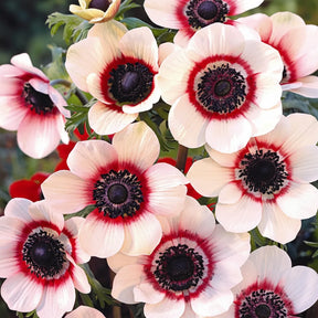 Anemone De Caen Bicolor cu flori albe și accente roz-roșii, plantă ornamentală pentru grădină, ghivece și aranjamente florale.