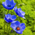 Anemone De Caen Blue cu flori mari albastru-violet și centru închis, plantă ornamentală pentru grădină, ghivece și buchete.