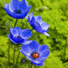 Anemone De Caen Blue cu flori mari albastru-violet și centru închis, plantă ornamentală pentru grădină, ghivece și buchete.
