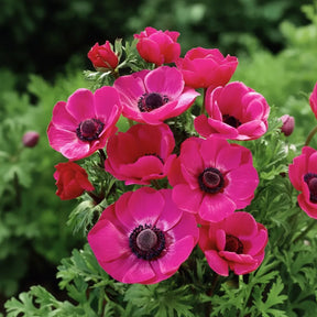 Anemone De Caen Pink cu flori mari roz și centru închis, plantă ornamentală pentru grădină, ghivece și buchete.