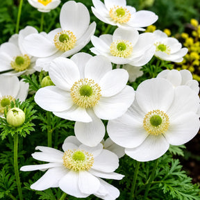 Anemone De Caen White cu flori mari albe și centru închis, plantă ornamentală de primăvară pentru grădină și ghivece.