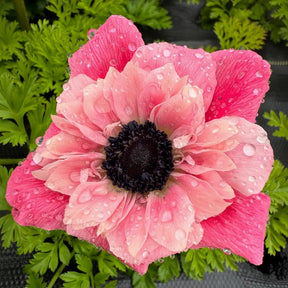 Anemone Hollandia cu flori roz mari, inel alb și centru închis, plantă ornamentală pentru grădină și buchete