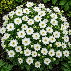 Anemone Mount Everest cu flori duble albe, mari și bogate în petale, plantă ornamentală pentru grădină și buchete elegante.