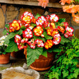 Begonia Crispa Marginata Dantela Împărătesei cu flori mari, petale ondulate și margini colorate, plantă ornamentală pentru ghivece și grădină.