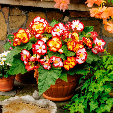 Begonia Crispa Marginata Dantela Împărătesei cu flori mari, petale ondulate și margini colorate, plantă ornamentală pentru ghivece și grădină.