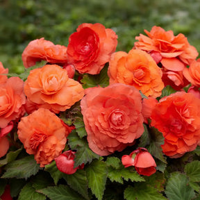 Begonia Double Orange Apus Tropical cu flori duble portocalii, plantă ornamentală pentru ghivece, jardiniere și grădină.