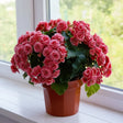Begonia Double Pink Vis de Vară cu flori duble roz, plantă ornamentală pentru ghivece, terase, balcoane și grădină.