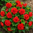 Begonia Double Red cu flori duble roșii catifelate, plantă ornamentală pentru ghivece, jardiniere și grădină.